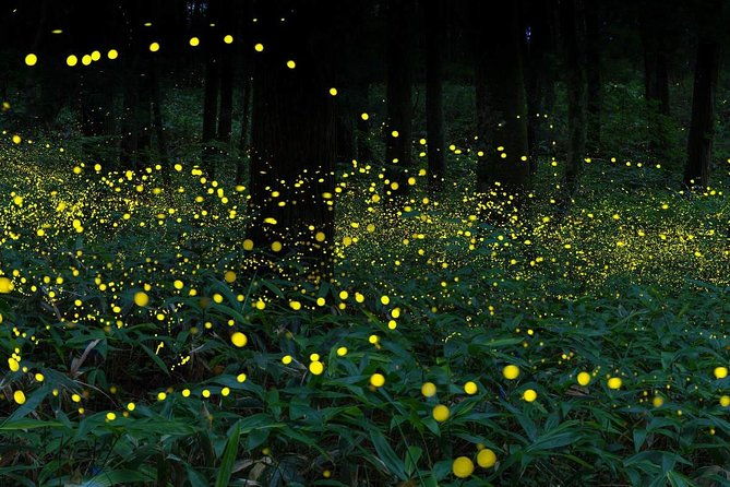 Kuala Selangor Fireflies Tour with Batu Caves & Fort Altingsburg - Who Should Consider This Tour?