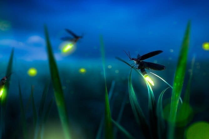 Kuala Selangor Firefly Blinkings Private Tour with Seafood Dinner - What Makes This Tour Valuable?