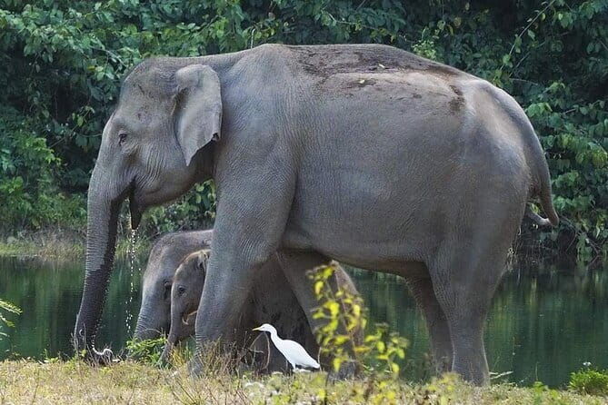 Kui Buri Wildlife Park & Community Living Beside Elephants - Authenticity and Unique Value