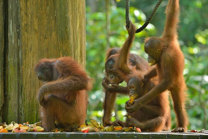 Labuk Proboscis, Sepilok, Sun Bear, Sandakan City Tour & Lunch - The Sum Up