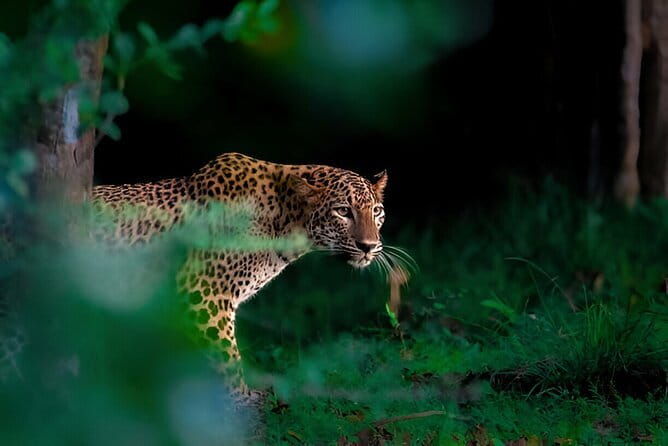 Leopard Half Day Yala National Park Eleven Safari - What Makes This Tour Stand Out?