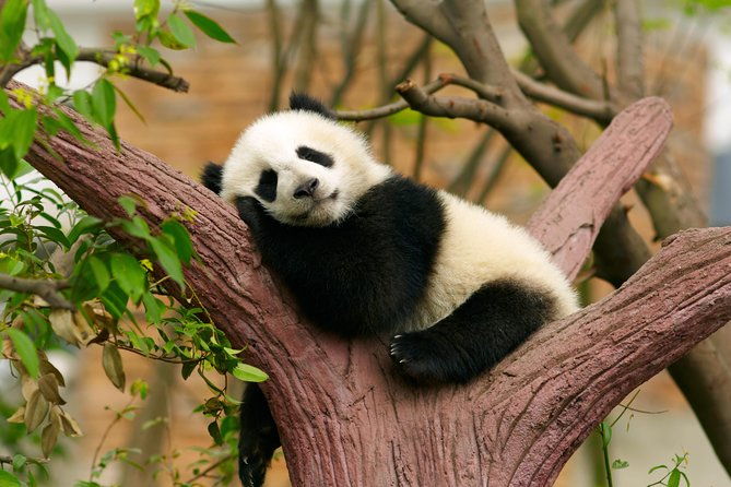 LIVE Streaming: Meet Pandas at Chengdu Research Base of Giant Panda Breeding - Who Will Benefit Most?