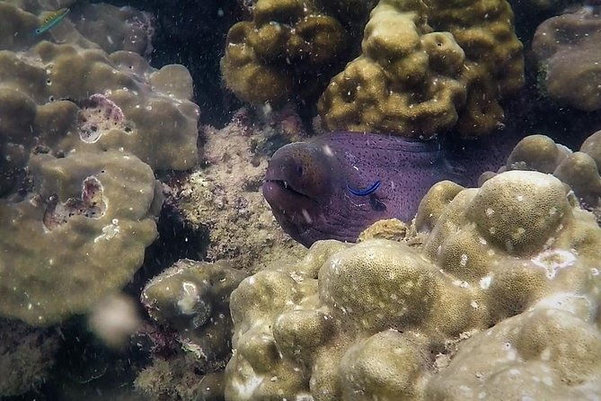 Local Reef Snorkelling and Deserted Beach - The Hidden Beach and a Thai-Style Lunch