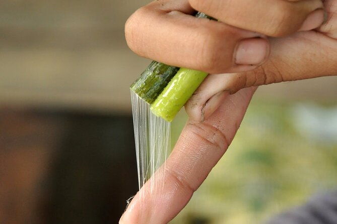 Lotus Silk Farm: Discover Learn and Experiment the Lotus Flower - Practical Details and Considerations