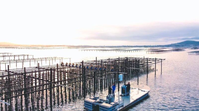 Loupian: Tour guide of our oyster farm and tasting - Final Thoughts