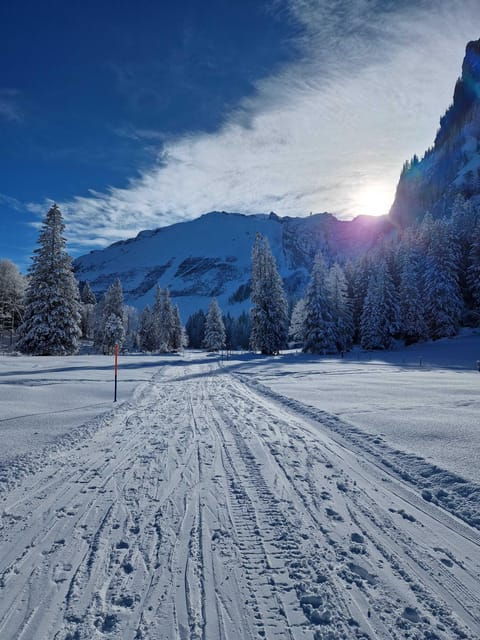 Lucerne: Private Snowshoe Tour - Real Insights from Travelers