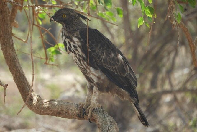 Lunugamvehera National Park Private Safari - The Sum Up: Is This Safari Right for You?
