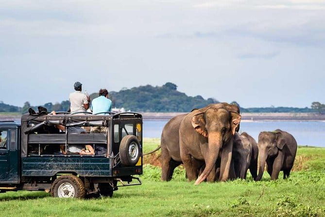 Luxury safari to minneriya national park - Final Thoughts
