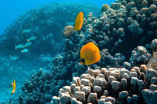 Maafushi: Full Day Snorkeling and Island Hopping Experience - Value for Money and Considerations