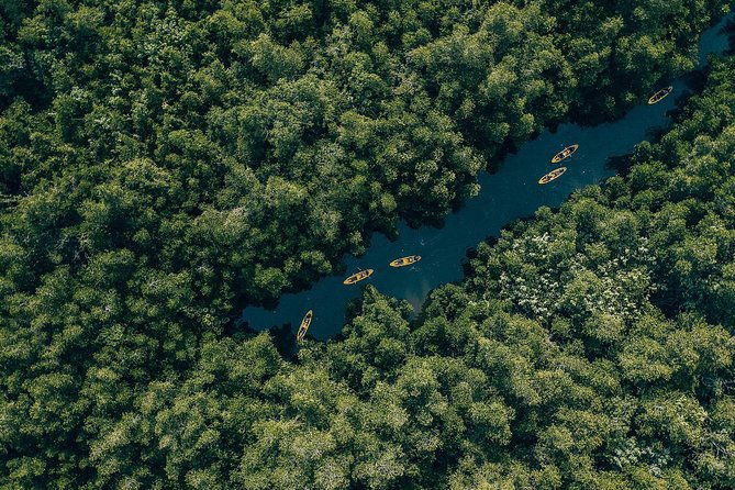 Madu River Sunrise Mangrove Kayaking from Bentota - Authentic Experiences from Reviews