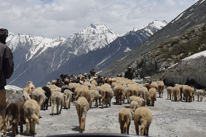 Manali Tour Package - Cost and Value: Analyzing the Offer