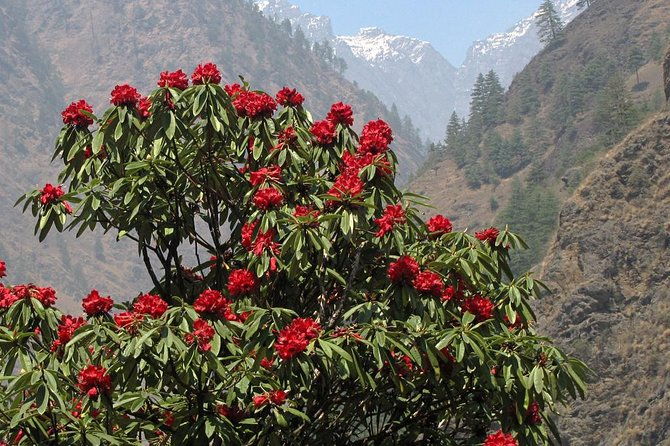 Manaslu Circuit Trek - A Day-by-Day Breakdown: What to Expect