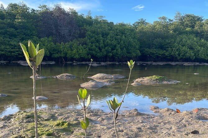 Mangrove Reforestation and Exploration around the Nusa Islands - The Sum Up