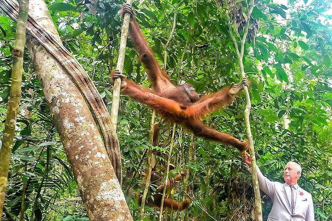 Marvellous Creature Orangutan : Sarawak Semenggoh Wildlife Centre Tour - Transport, Price, and Value