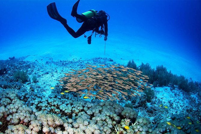 Menjangan Island Bali Diving Activity - Final Thoughts