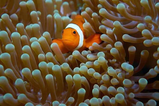 Menjangan island snorkeling full day boat trip - The Sum Up