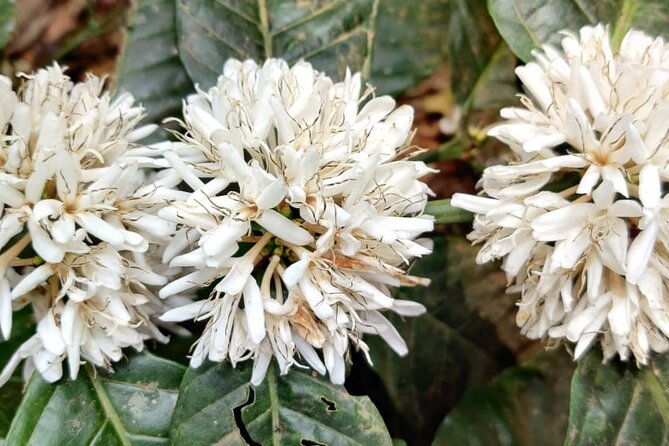 Mercara Gold Coorg Coffee and Spice Estate Tour - Authentic Insights from Travelers
