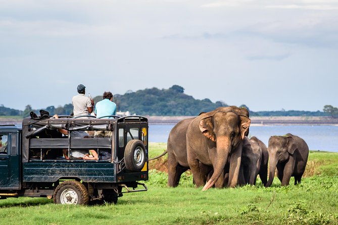 Minneriya Elephant Safari wth Sigiriya & Dambulla Cave Temples Full Day Tour - Final Thoughts: Is This Tour Right for You?