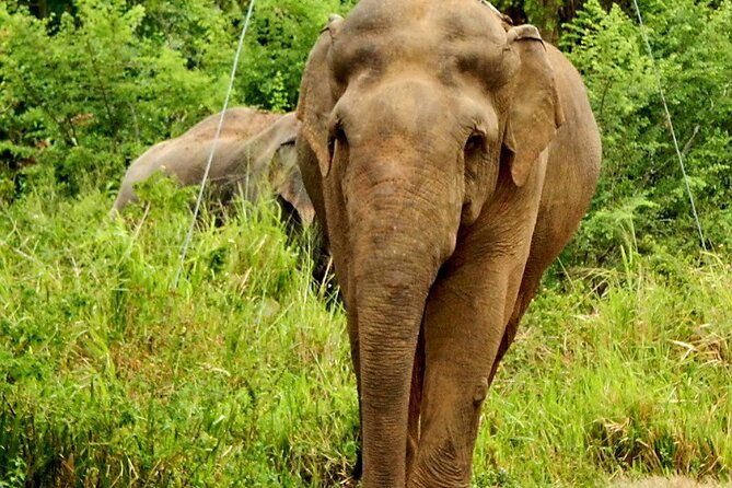 Minneriya National Park Elephant Safari - Final Thoughts: Is It Worth It?