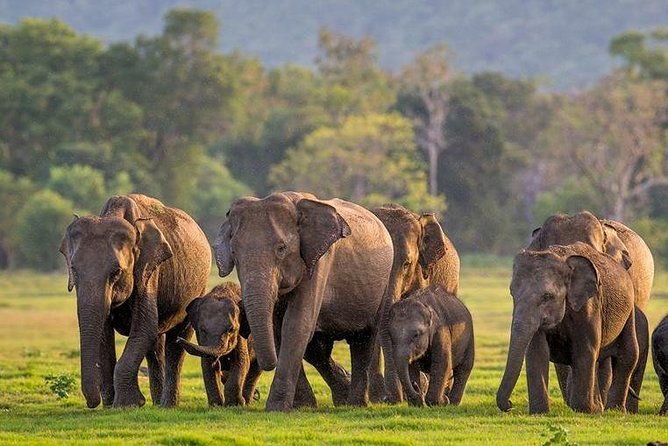Minneriya National Park | Private Safari - FAQ