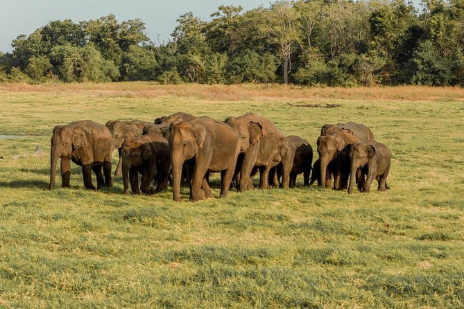 Minneriya National Park Private Safari - Detailed Breakdown of the Itinerary