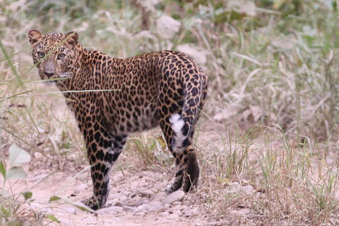 Mission Tiger, 4 days tour inside Chitwan National Park. - What Makes This Tour Stand Out?