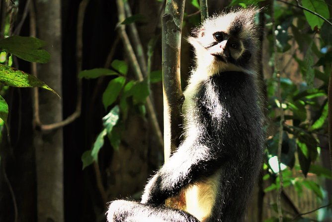 Monkey Business 2 days - 1 night Jungle Trekking (including rafting) - FAQ