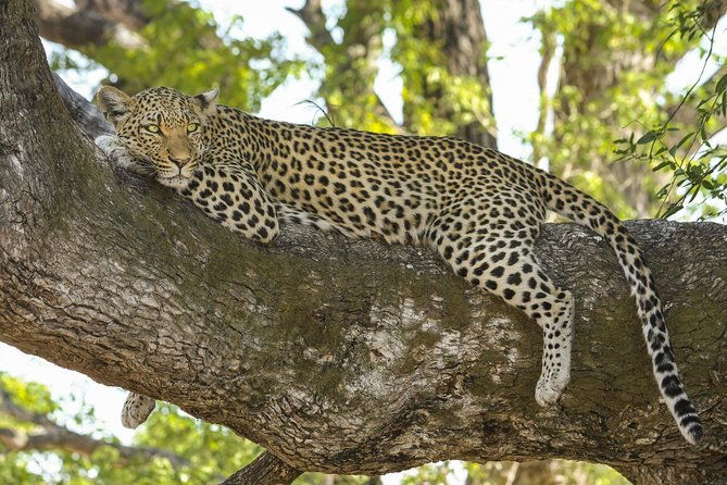 Morning 07 Hour Private Safari at Yala National Park by Yala La Safari Tours - Who Is This Tour Best Suited For?