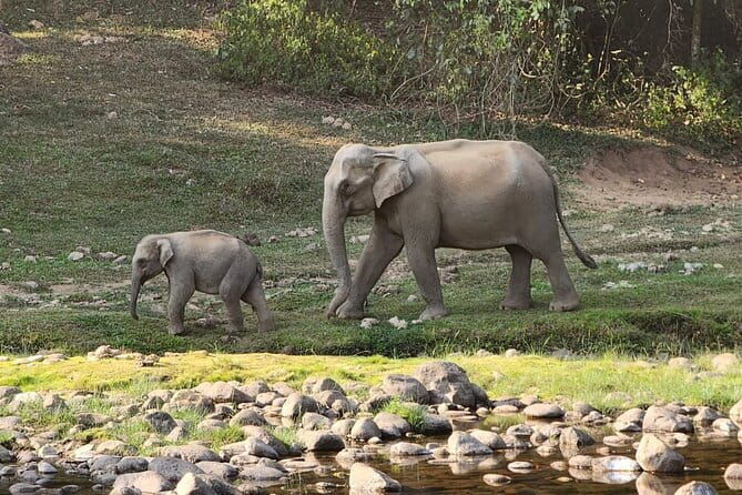 Munnar Tea Trail Tour , Tea factory visit & Tea Tasting - Who Is This Tour Best Suited For?