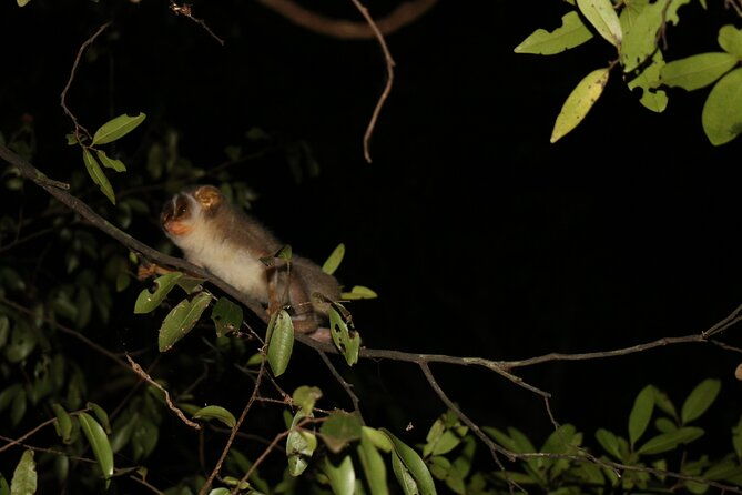 Night Hike to see Elusive & Rare Loris in Sigiriya - Who Is This Tour Best For?