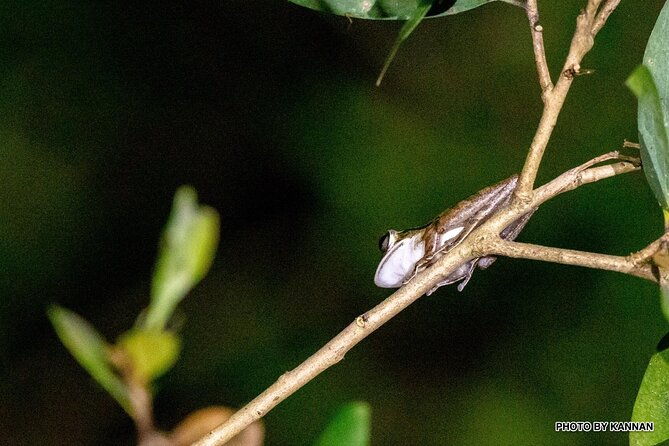 Nocturnal Secrets: A Mangrove Adventure - Final Thoughts