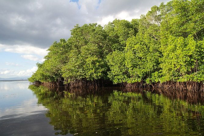 Nusa Lembongan Island: Snorkeling & Mangrove Forest Day Tour - Authentic Experiences and Insights from Reviews