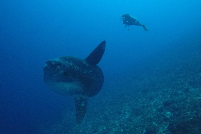 Nusa Penida Day Trip for 3 dives - Practical Aspects and Considerations