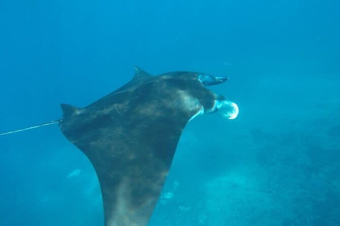 Nusa Penida Snorkeling in Manta Point Gamat Bay and Wall - Who Will Enjoy This Tour?