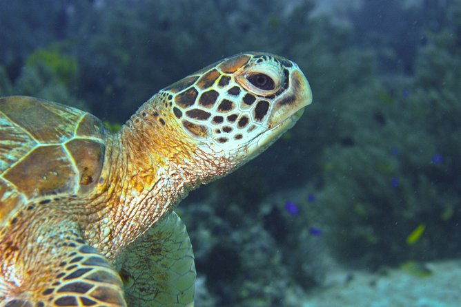 Nusa Penida Three Dives Trip for Certified Divers - Practical Considerations