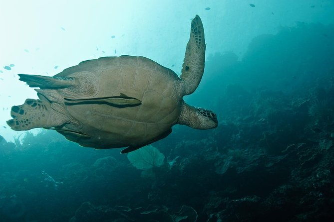 Nusa Penida Try Scuba Diving Program - for Non-Certified Divers - Additional Details and Practical Tips