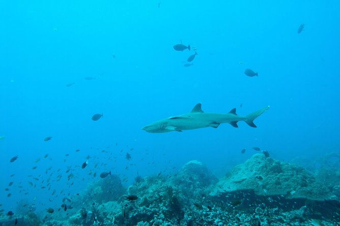 Nusa Penida Two Dives Trip for Certified Divers - Final Verdict