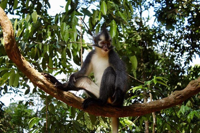 ONE DAY JUNGLE TREKKING 6-7 hours (see orang utan) + RAFTING in BUKIT LAWANG - Rafting and Tubing: A Splash of Fun