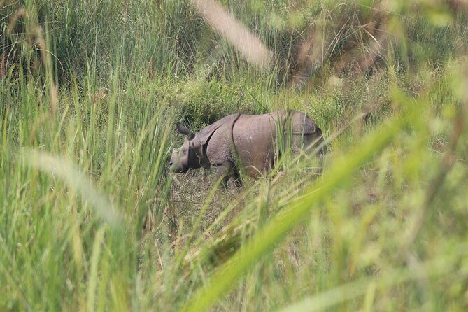 One Day Tour inside Chitwan National Park - Authentic Experiences from Reviews