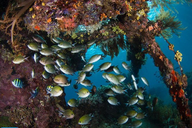 Open Water + Advanced Course - Premium Certifications Package in Tulamben - Who Should Consider This Experience?
