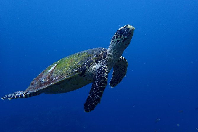Open Water Course in Nusa Lembongan - Get Certified on remote island (next Bali) - Expert & Friendly Instructors