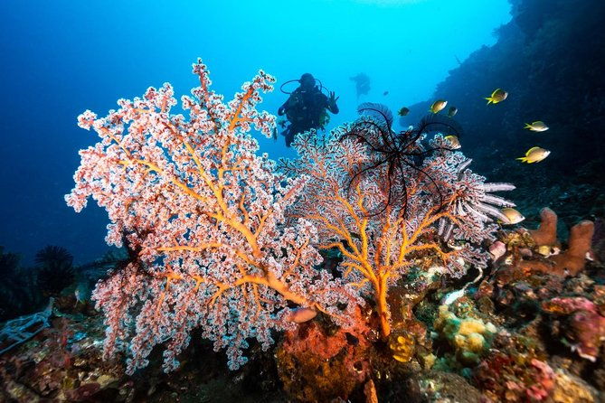 Open Water Course in Tulamben - Get Certified in Bali - Why This Course Is a Great Choice