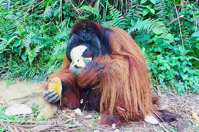 Orang Utan Island and Perak Tong Cave Temple Day Tour from Kuala Lumpur - Practical Tips for Travelers