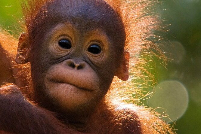 Orangutan Tour Tanjung Puting 3D2N - Wildlife You Might See