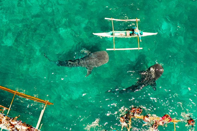 Oslob Whale Shark Snorkeling & Kawasan Canyoning Tour - Final Thoughts