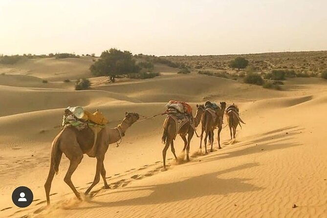 Overnight camel safari (non_touristic) - The Sum Up: Is It Worth It?