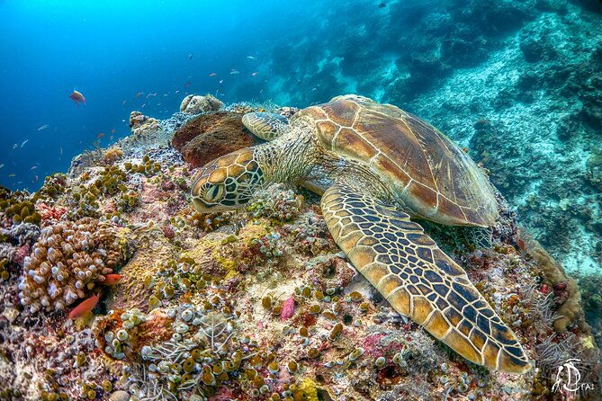 PADI Advanced Open Water Course Kota Kinabalu - Who Will Love This Course?