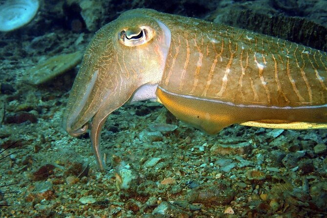 PADI Discover Scuba 2 Times Diving Phuket - The Sum Up