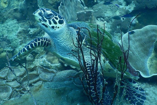 PADI Discover Scuba Dive Experience - Who Should Book This Experience?