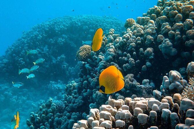 PADI Open Water Diver Course | For beginners - Why This Course Is a Great Choice